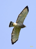 Broad-winged Hawk